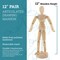 U.S. Art Supply 12" Wooden Male & Female Manikin Posable Figures for Drawing - Articulated Mannequin with Base and Flexible Body for Drawing The Human Figure